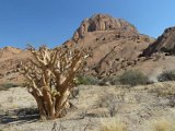 plante Spitzkoppe